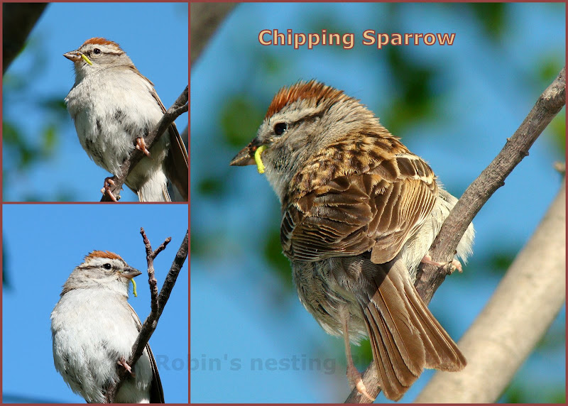 ROBINS NESTING PLACE June 2009